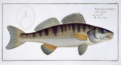 Pike-Perch (Perca lucioperca) plate LI from 